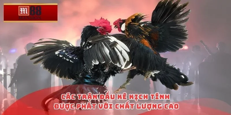 Các trận đấu kê kịch tính được phát với chất lượng cao