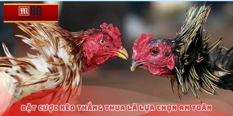 Đặt cược kèo thắng thua là lựa chọn an toàn
