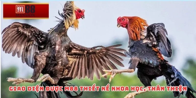 Giao diện được M88 thiết kế khoa học, thân thiện