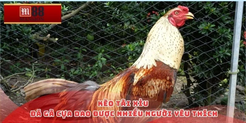 Kèo tài xỉu đá gà cựa dao được nhiều người yêu thích