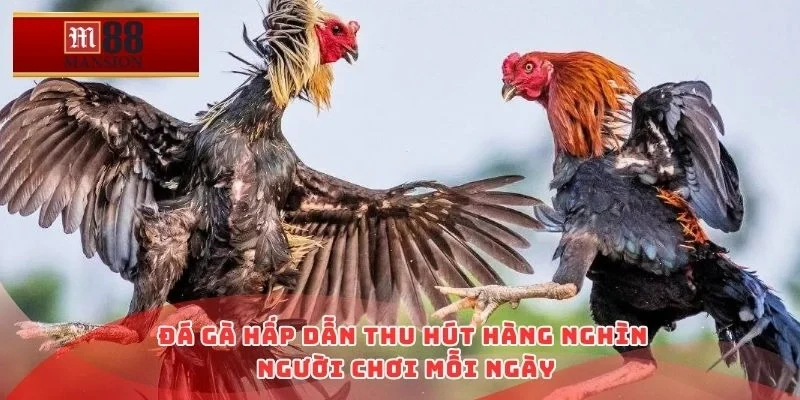 Đá gà hấp dẫn thu hút hàng nghìn người chơi mỗi ngày