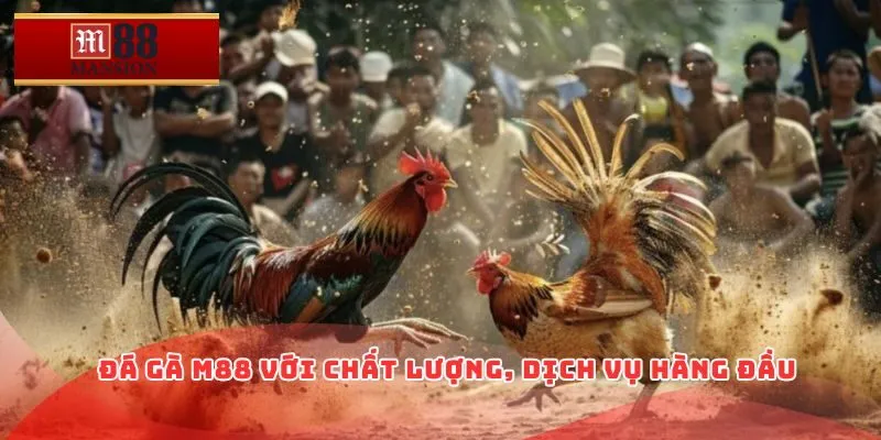 Đá gà M88 với chất lượng, dịch vụ hàng đầu