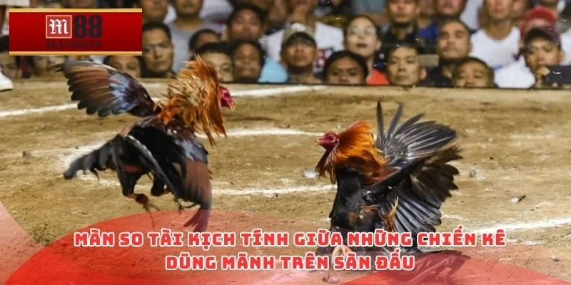 Màn so tài kịch tính giữa những chiến kê dũng mãnh trên sàn đấu