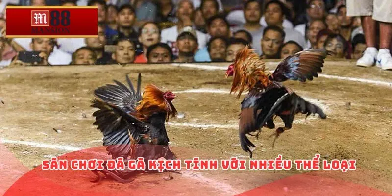 Sân chơi đá gà kịch tính với nhiều thể loại