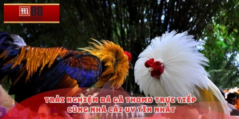 Trải nghiệm đá gà thomo trực tiếp cùng nhà cái uy tín nhất