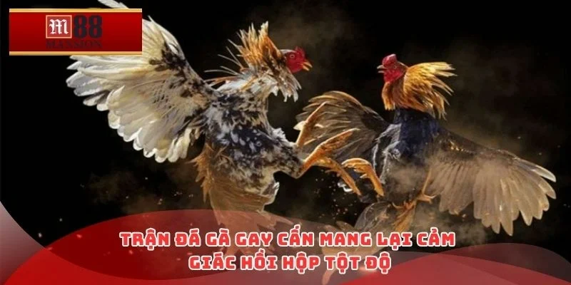 Trận đá gà gay cấn mang lại cảm giác hồi hộp tột độ